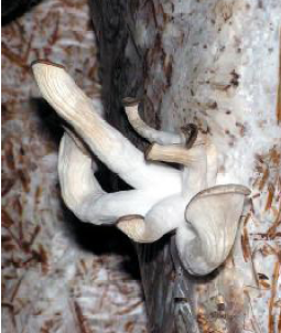 а) Так, при тривалому скупченні в приміщенні надмірної кількості вуглекислого газу (в межах 1500-2000 ppm), спостерігається спотворення форми грибів у вигляді значного подовження їх ніжок і зменшення діаметра капелюшків