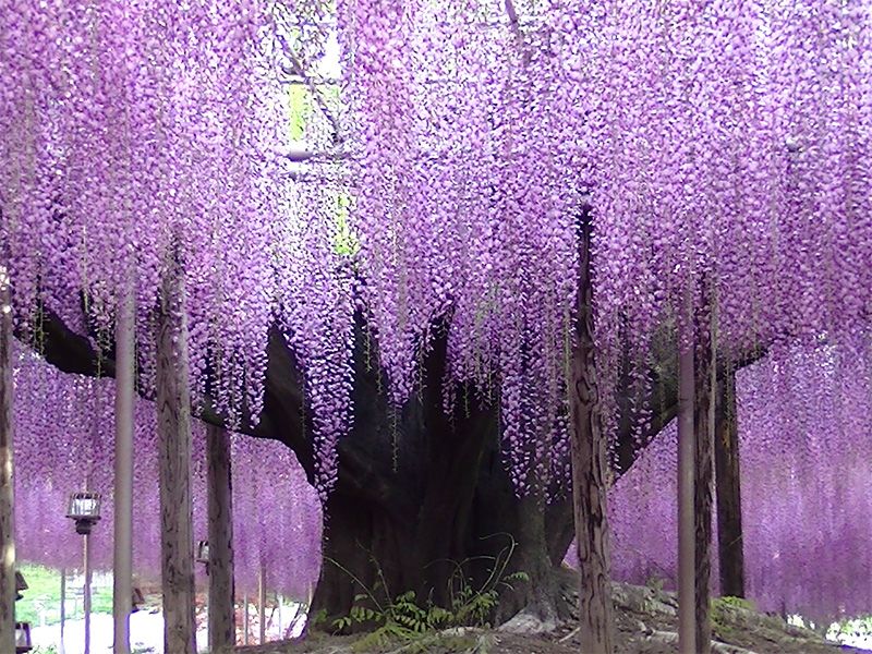 Гігантської гліцинії виповнилося 150 років з дня її історичної пересадки в Парк квітів Асікага