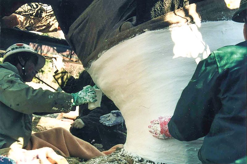 Садівники обгортають 130-річну гліцинію в бинти і гіпс перед її переміщенням (фотографія надана Конамі Цукамото)