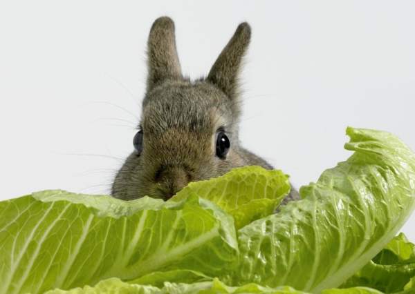 Свіжі рослини збагатять раціон кролика комплексом цінних вітамінів, мінералів, клітковини, інших поживних речовин