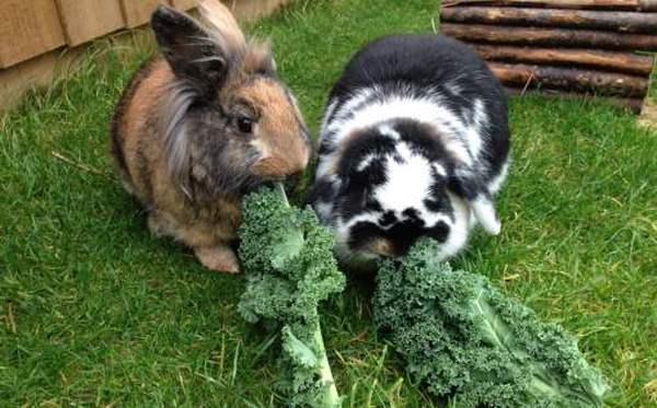 Ці волокнисті залишки овочів не представляють ніякої цінності для людини, але багаті корисною для кроликів клітковиною