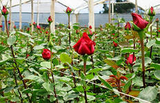 Багато квітникарі, що живуть в північних регіонах, не мають можливості вирощувати троянди у відкритому грунті