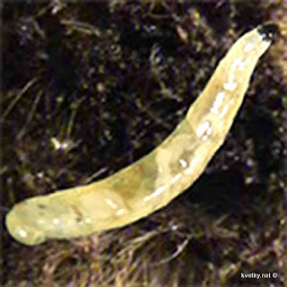 - Як позбутися від паразитів в грунті, від білих дрібних черв'ячків, дуже рухливих, довжиною близько 2 мм