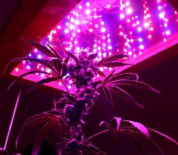 Вирощування марихуани з використанням світлодіодної лампи