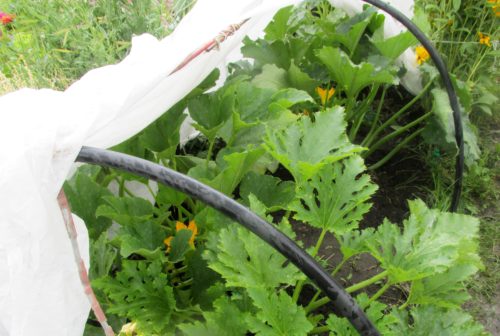 Проблеми, з якими можуть зіткнутися городники при вирощуванні кабачків