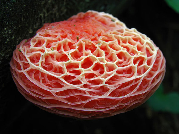 Зрілі гриби відрізняються рожевим кольором і характерною «венообразной» поверхнею