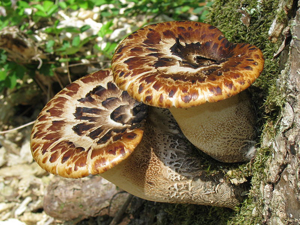 Альтернативне назва гриба - сідло дріад - відноситься до грецької міфології і дріадам, які нібито могли їздити на цих грибах