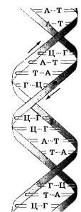 Макромолекули ДНК являють собою спіраль, що складається з двох ланцюгів, закручених навколо загальної осі