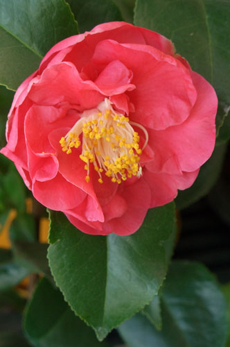 Гібриди Вільямса, або камелії Вільямса, (Camellia х williamsii) ефектні і життєздатною