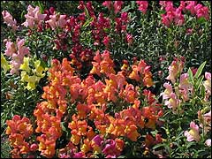 Левиний зів, або антирринум (Antirrinum)   - багаторічна рослина сімейства норичникових родом з країн Середземномор'я