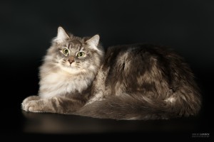 Для початку необхідно розповісти про походження сибірської кішки, становленні цієї породи