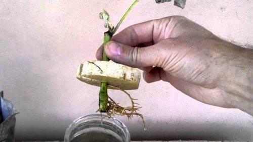 Вирощені таким чином саджанці шовковиці - це 100% копії материнської рослини