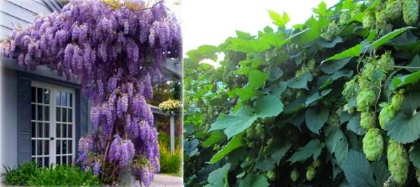 Це витка рослина прекрасно прикрасить колони в альтанки своїми ніжними блакитно-фіолетовими квітками