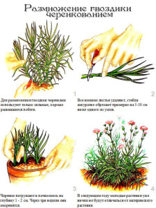 Догляд за турецької гвоздикою нічим не відрізняється від догляду за іншими садовими рослинами: прополка, підживлення, полив