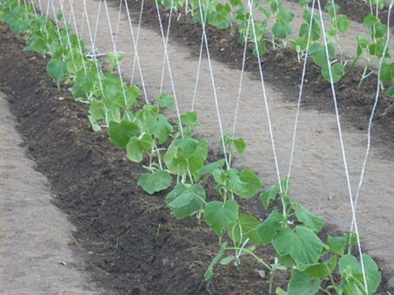 Садівники практикують 2 способи вирощування огірків - вертикальний і в розстил