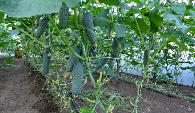 Вирощування огірків в теплиці проводитися за принципом вирощування плодів в умовах відкритого грунту