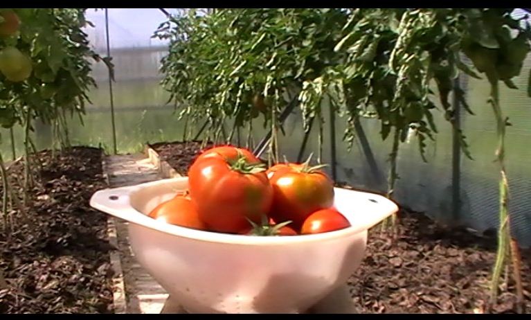 Всі городники, які з успіхом вирощують томати, застосовують свої напрацьовані секрети