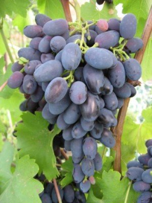 Виноградом - его вкусом, ароматом и изящными лозами - люди восхищались с древнейших времен