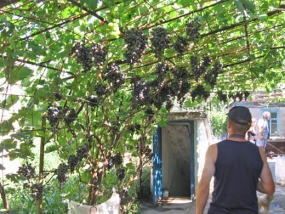 Этот сорт винограда был получен в Анапской зональной опытной станции виноградарства и виноделия (сокращенно АЗОСВиВ) путем скрещивания сортов Молдова и Кардинал в период с 1963 по 1965 год