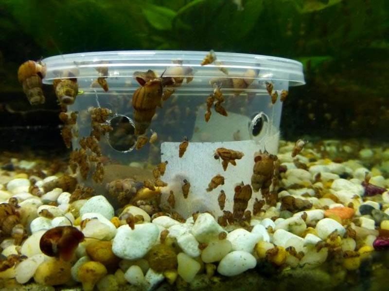 Деякі вдаються хімії або купівлі хижаків, але є і більш гуманні способи, наприклад, зробити своїми руками в акваріумах пастки для равликів